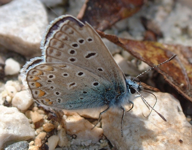 Polyommatus icarus